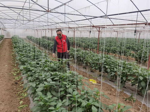 科技下鄉促春耕 廣西5000名鄉村科技特派員助力春耕生產