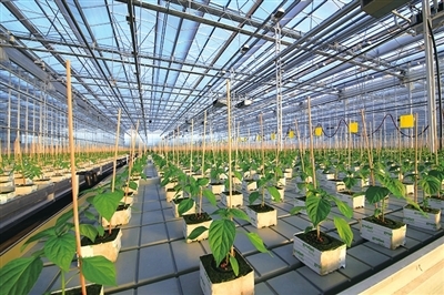 東方城鄉報數字報刊平臺-上海參展農業科技成果