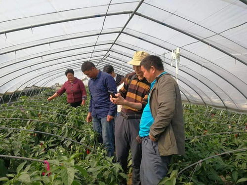關注 綠色高地 科技導航 我區推動科技農業發展邁進 快車道