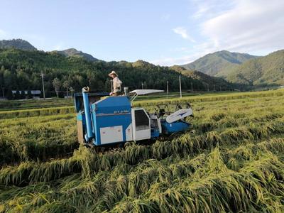 開善鄉(xiāng):社會化服務添&ldquo;三劑&rdquo;,利農(nóng)富村強農(nóng)業(yè)