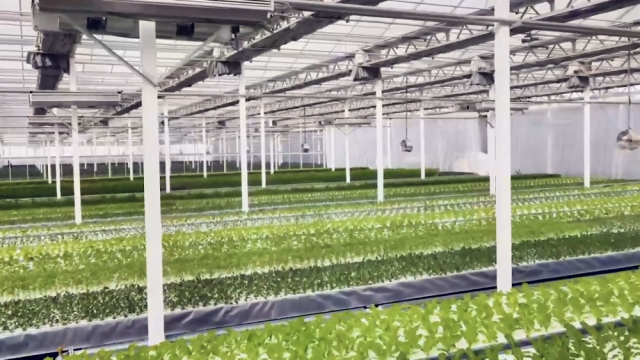 新疆庫車:植物工廠讓農民變身&ldquo;科技農人&rdquo;