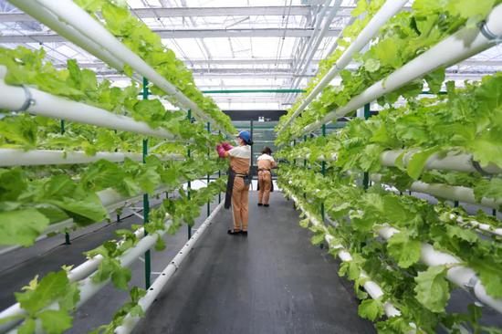 v游延邊 走進龍井 農業(yè)科技旅游互促融合 打造立體化發(fā)展新高地