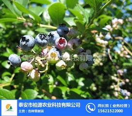 柏源農(nóng)業(yè)科技公司 專業(yè)組培藍莓苗與農(nóng)業(yè)科技服務(wù)